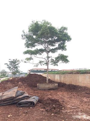 Qualidade Navio de levantamento do lançamento de doca seca de Marine Rubber Ship Launching Airbags fábrica