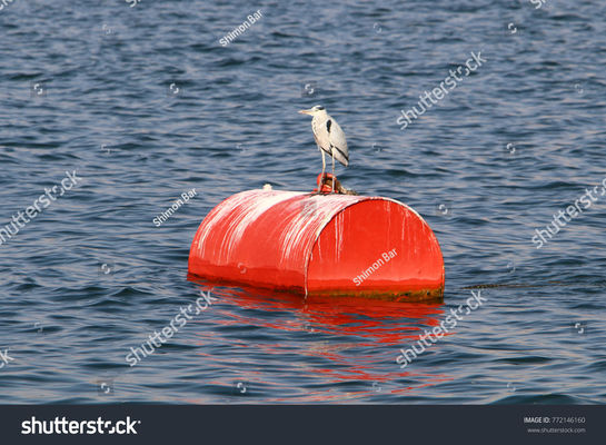 Qualidade Espuma a boia enchida de Marine Floating And Steel Mooring com corrente completamente fábrica